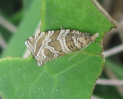 Celypha rivulana (Tortricidae)? S